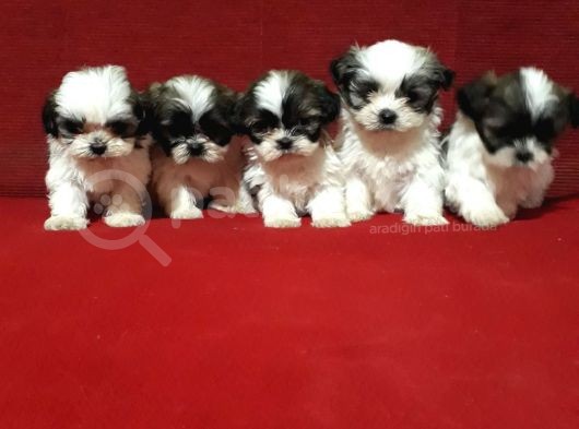 Dişi Ve Erkek Shihtzu Bebekler görsel