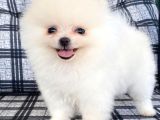Safkan Pomeranian Boo