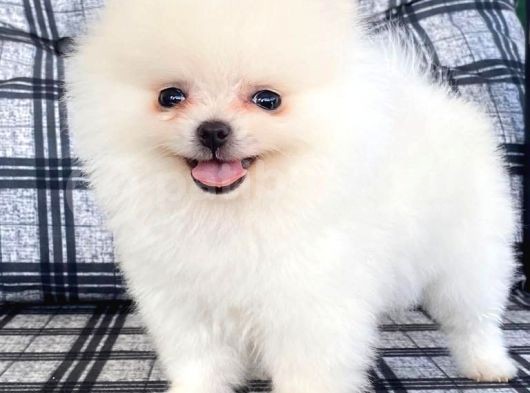 Safkan Pomeranian Boo görsel