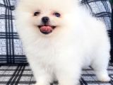 Safkan Pomeranian Boo