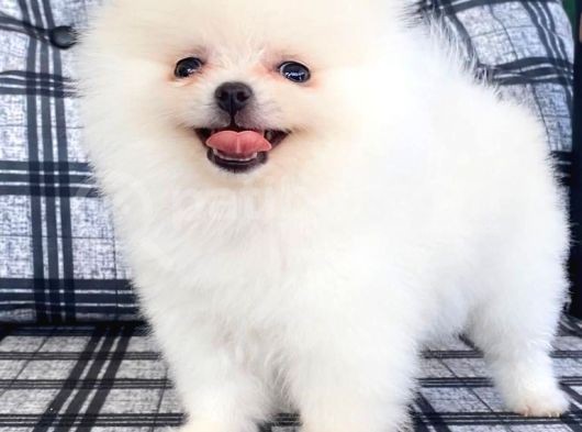Safkan Pomeranian Boo görsel