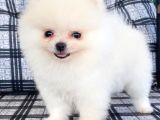 Safkan Pomeranian Boo