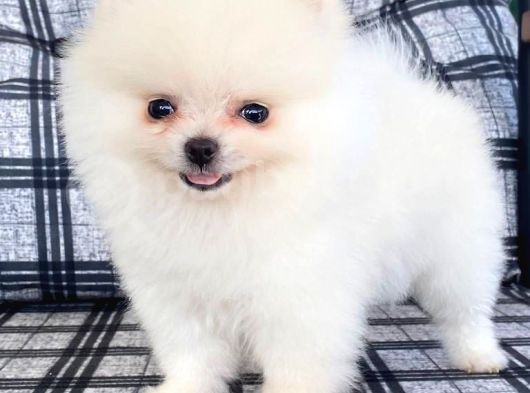 Safkan Pomeranian Boo görsel
