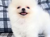Safkan Pomeranian Boo