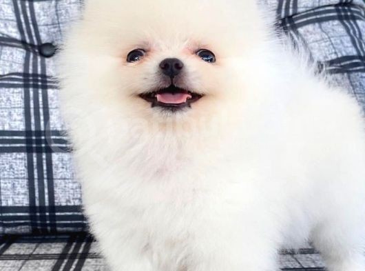 Safkan Pomeranian Boo