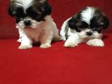 Dişi Ve Erkek Shihtzu Bebekler