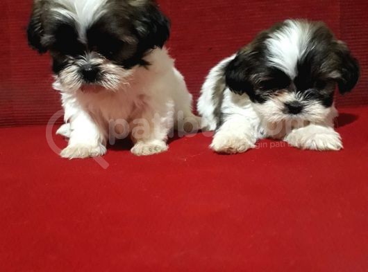 Dişi Ve Erkek Shihtzu Bebekler görsel