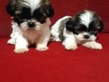 Dişi Ve Erkek Shihtzu Bebekler