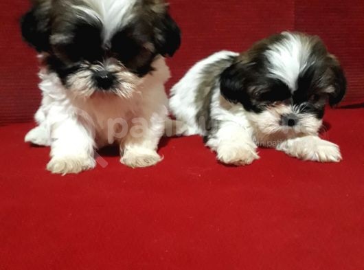 Dişi Ve Erkek Shihtzu Bebekler görsel