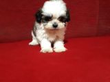 Dişi Ve Erkek Shihtzu Bebekler