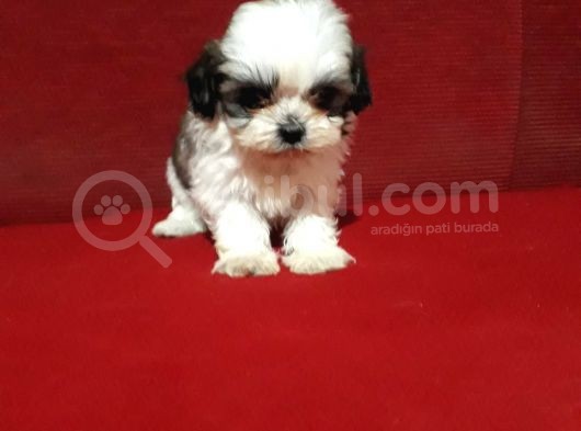 Dişi Ve Erkek Shihtzu Bebekler görsel