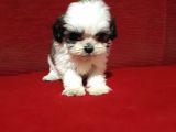 Dişi Ve Erkek Shihtzu Bebekler