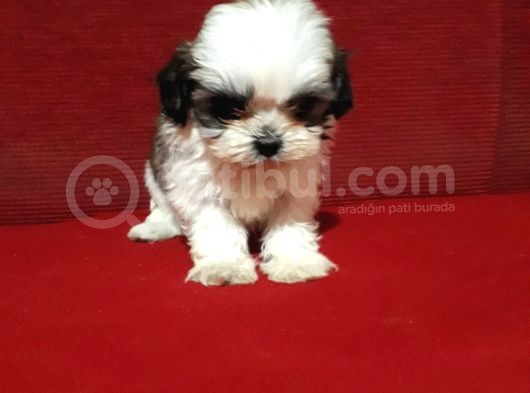 Dişi Ve Erkek Shihtzu Bebekler görsel