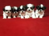 Dişi Ve Erkek Shihtzu Bebekler