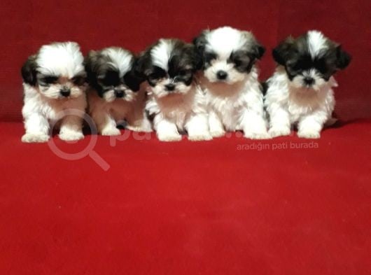 Dişi Ve Erkek Shihtzu Bebekler görsel