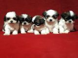 Dişi Ve Erkek Shihtzu Bebekler