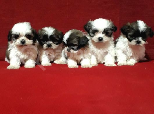Dişi Ve Erkek Shihtzu Bebekler görsel