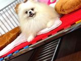 Güler Yüzlü Pomeranian Dostumuz
