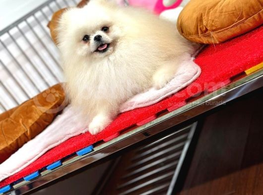 Güler Yüzlü Pomeranian Dostumuz görsel