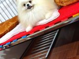 Güler Yüzlü Pomeranian Dostumuz