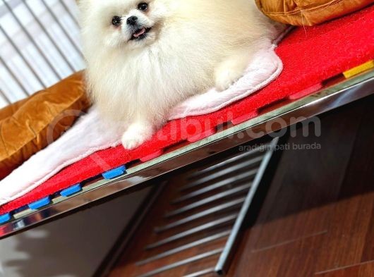 Güler Yüzlü Pomeranian Dostumuz görsel