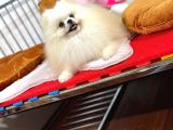 Güler Yüzlü Pomeranian Dostumuz