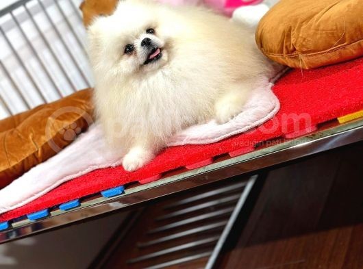 Güler Yüzlü Pomeranian Dostumuz görsel