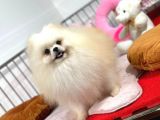 Güler yüzlü Pomeranian dostumuz
