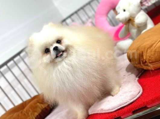 Güler Yüzlü Pomeranian Dostumuz