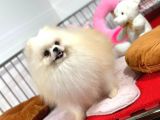 Güler Yüzlü Pomeranian Dostumuz