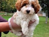 Vonalpet Garanti̇si̇yle Mükemmel Kali̇tede Malti̇poo  Yavrularimiz
