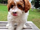 VONALPET GARANTİSİYLE MÜKEMMEL KALİTEDE MALTİPOO  YAVRULARIMIZ