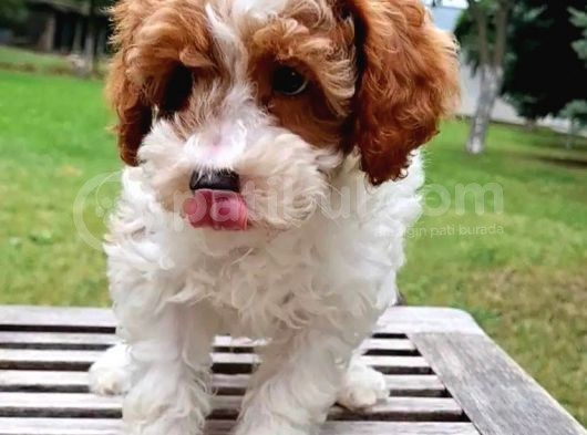 Vonalpet Garanti̇si̇yle Mükemmel Kali̇tede Malti̇poo  Yavrularimiz
