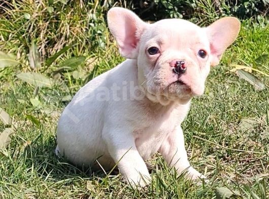 Vonalp Pet Garanti̇si̇yle Mükemmel Kali̇tede French Bulldog  Yavrularimiz görsel