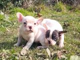 VONALP PET GARANTİSİYLE MÜKEMMEL KALİTEDE FRENCH BULLDOG  YAVRULARIMIZ