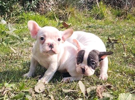 Vonalp Pet Garanti̇si̇yle Mükemmel Kali̇tede French Bulldog  Yavrularimiz