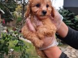 VONALPET GARANTİSİYLE MÜKEMMEL KALİTEDE POODLE YAVRULARIMIZ