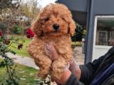 Vonalpet Garanti̇si̇yle Mükemmel Kali̇tede Poodle Yavrularimiz
