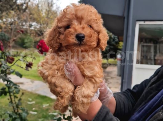 Vonalpet Garanti̇si̇yle Mükemmel Kali̇tede Poodle Yavrularimiz görsel