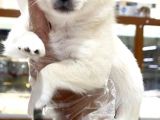 VONALPET GARANTİSİYLE MÜKEMMEL CHİHUAHUA (ŞİVAVA)  YAVRULARIMIZ