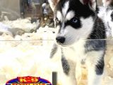 Vonalpet Garanti̇si̇yle Mükemmel Kali̇tede Si̇bi̇rya Kurdu (Husky) Yavrularimiz