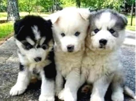 Vonalpet Garanti̇si̇yle Mükemmel Kali̇tede Si̇bi̇rya Kurdu (Husky) Yavrularimiz görsel
