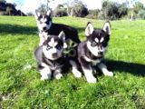 VONALPET GARANTİSİYLE MÜKEMMEL KALİTEDE SİBİRYA KURDU (HUSKY) YAVRULARIMIZ