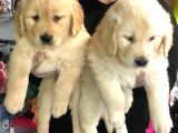 Vonalpet Garanti̇si̇yle Mükemmel Kali̇tede Golden Retri̇ever  Yavrularimiz