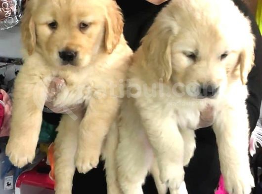 Vonalpet Garanti̇si̇yle Mükemmel Kali̇tede Golden Retri̇ever  Yavrularimiz görsel