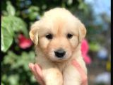 Vonalpet Garanti̇si̇yle Mükemmel Kali̇tede Golden Retri̇ever  Yavrularimiz