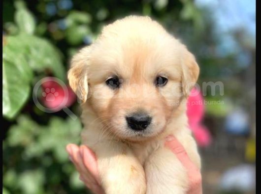 Vonalpet Garanti̇si̇yle Mükemmel Kali̇tede Golden Retri̇ever  Yavrularimiz görsel