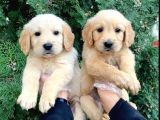 VONALPET GARANTİSİYLE MÜKEMMEL KALİTEDE GOLDEN RETRİEVER  YAVRULARIMIZ