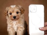 MUAZZAM KALİTELİ MALTİPOO YAVRULARI