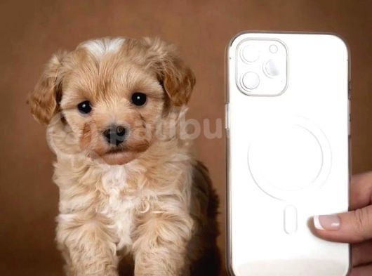 Muazzam Kali̇teli̇ Malti̇poo Yavrulari